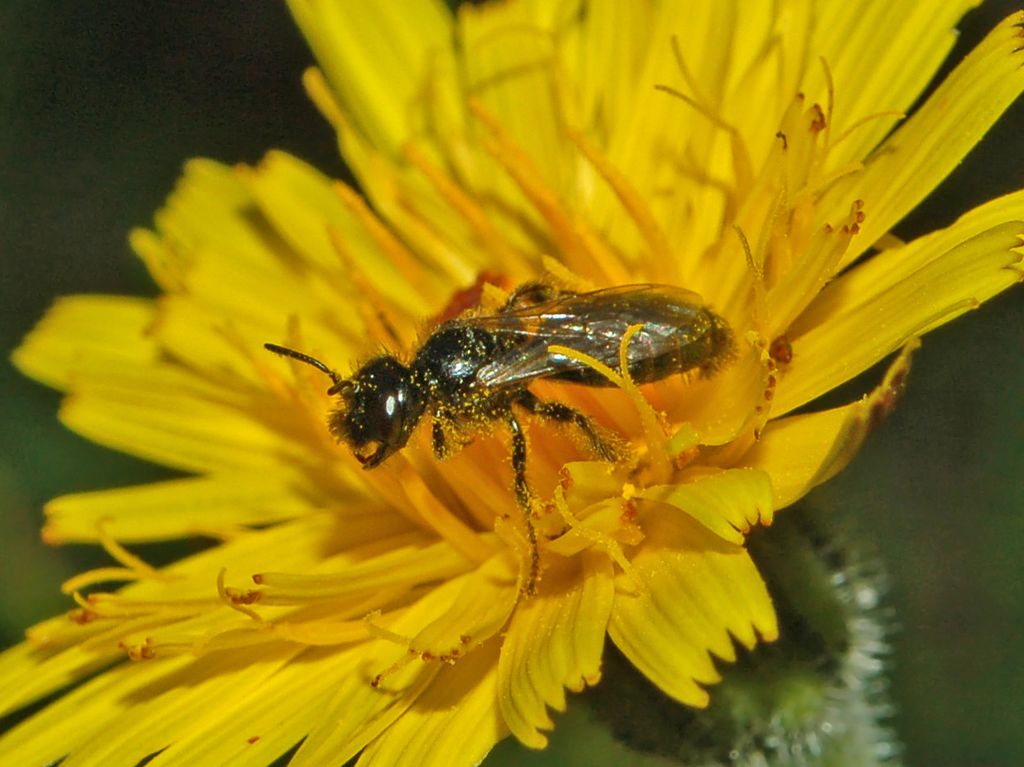 Panurgus sp. (Apidae Andreninae)